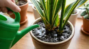 Annaffiatura di una sansevieria in vaso con terriccio molto bagnato, possibile rischio di marciume radicale