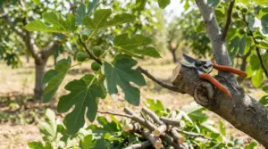 Ramo di fico con foglie e piccoli frutti verdi, con cesoie appoggiate sul tronco dopo un taglio di potatura