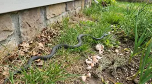 Serpente scuro nell’erba vicino al muro di casa in giardino, accanto a spicchi d’aglio sul terreno